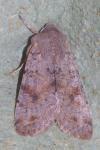 Orthosia incerta