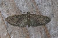 Eupithecia abbreviata