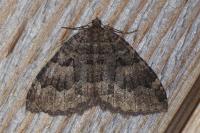 Triphosa dubitata