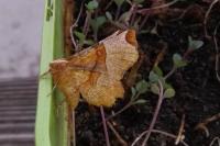 Selenia lunularia