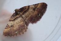 Earophila badiata