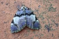 Anticlea derivata