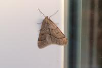 Theria rupicapraria
