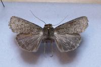 Rhyacia simulans