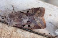 Orthosia gothica