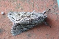 Xylocampa areola