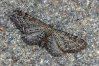 Eupithecia subfuscata