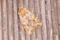 Conistra rubiginea