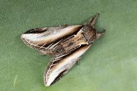 Pheosia gnoma