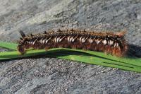 Euthrix potatoria