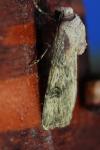 Agrotis puta