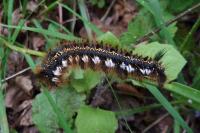 Euthrix potatoria