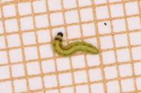 Acrobasis advenella