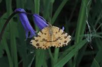 Pseudopanthera macularia
