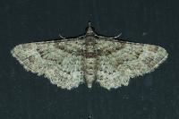 Gymnoscelis rufifasciata
