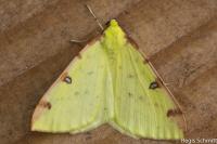 Opisthograptis luteolata