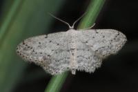 Idaea seriata