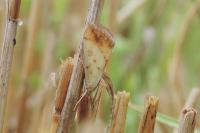 Evergestis extimalis