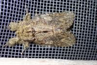 Peridea anceps
