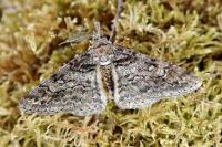 Cleora cinctaria