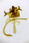 Cilix hispanica
