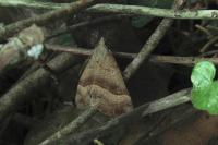 Hypena proboscidalis