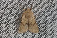 Spudaea ruticilla