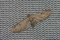 Eupithecia innotata
