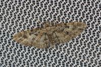 Eupithecia dodoneata
