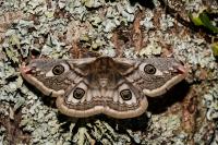 Saturnia pavonia