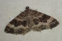 Epirrhoe alternata