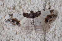 Ligdia adustata