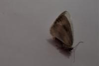 Cilix glaucata