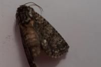 Acronicta rumicis