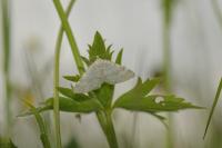 Perizoma albulata