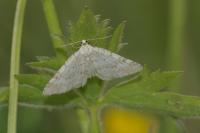 Perizoma albulata