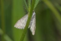 Perizoma albulata