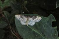 Idaea rusticata
