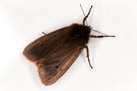 Phragmatobia fuliginosa