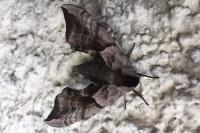 Smerinthus ocellatus ocellatus