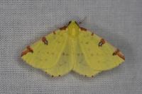 Opisthograptis luteolata