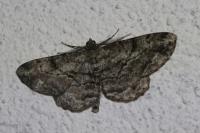 Peribatodes rhomboidaria rhomboidaria