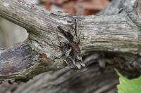 Autographa gamma