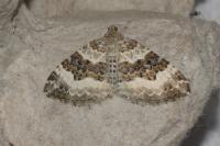 Epirrhoe alternata