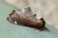 Odontosia carmelita