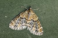 Acasis viretata