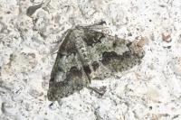 Cleorodes lichenaria