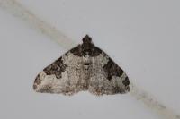 Xanthorhoe fluctuata