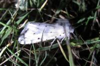 Spilosoma lubricipeda