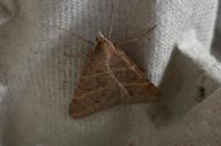 Perigune narbonea